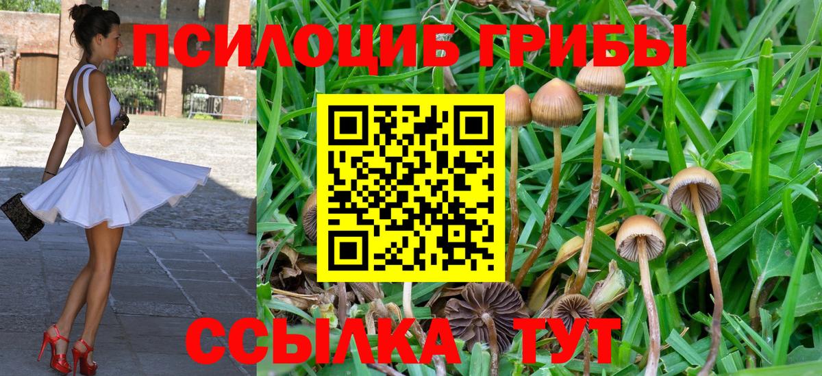Псилоцибиновые грибы Psilocybe Клин